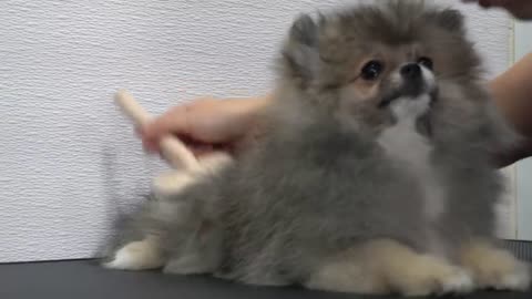 This dog is a toe bean model _ Pomeranian Puppy