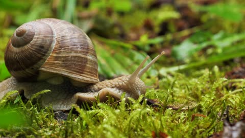 Snails Slowmotion|Relaxing Video