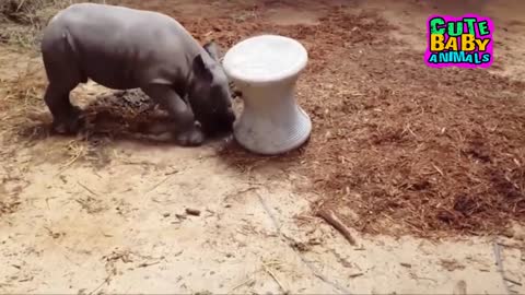Cute Baby Rhino Playing and Do Something Funny