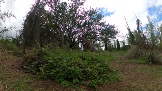 cutting down dead tree