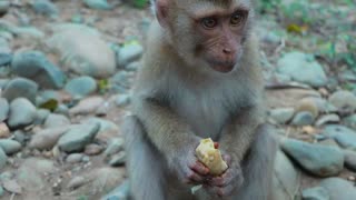 Finding chicken to cook and feed your pets while surviving in the rainforest HD