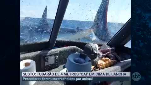 Tubarão cai em cima de lancha e assusta pescadores | Primeiro Impacto (09/11/22)