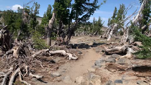 Central Oregon - Three Sisters Wilderness - Alpine Tundra of Mangled Trees - 4K