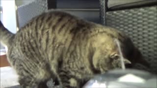 Suihkutetaan kissaa vedellä naamaan