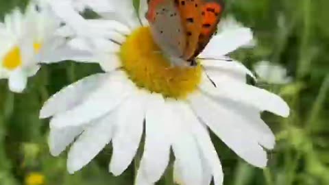 A beautiful red and black butterfly feeding on nectar