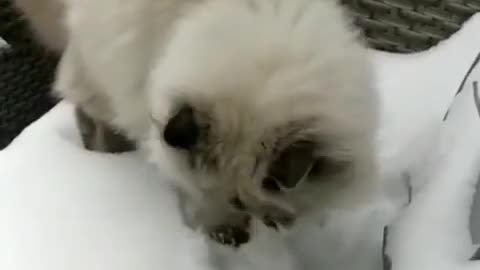 Loving Cats: Watch Out For The Yellow Snow