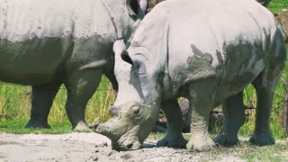 Rhinoceros and hippopotamus weight mammal