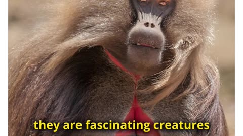 Meet Gelada – The Scariest Baboon on Earth