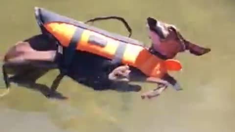 Perro se da cuenta de que flota - se relaja en el agua