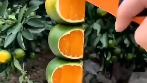 FRUIT CUTTING