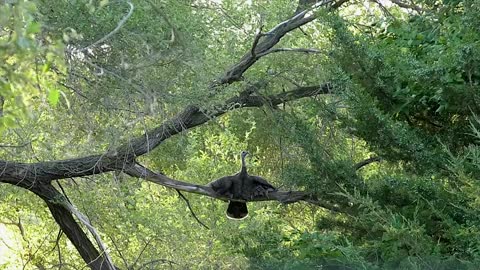 Turkey Poults Roosting mbo blog