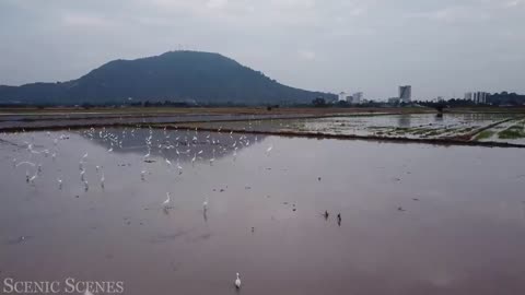 The World of BIRDS in - The Healing Power Of Bird Sounds | Relaxation Film