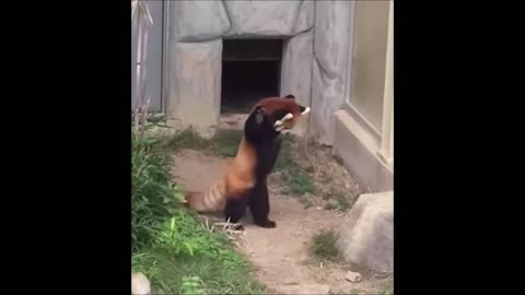 Funny Red Panda