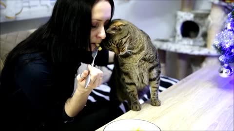 Cat Politely Asks For Dinner