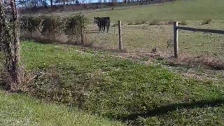 Cows