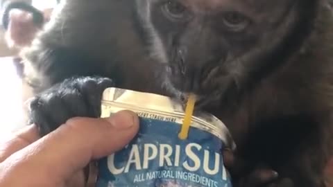 Hary the Monkey Loves Capri Suns