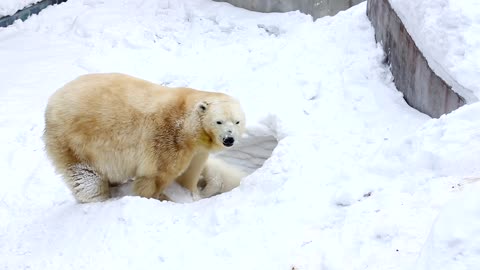 Bear cute #bear #cute #amazing