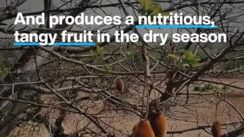 African fruit could be the next global superfood. It's known as the 'Tree of Life