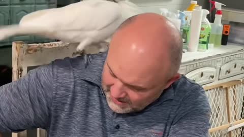 Buster the cockatoo happy it’s the weekend! Loves Daddio