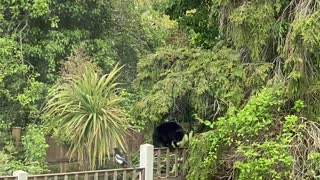 Magpie Torments Cat Walking Across Fence
