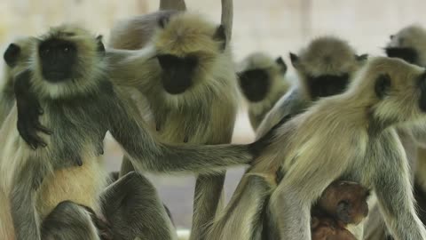 Langur monkeys grieve over fake monkey | Spy in the Wild