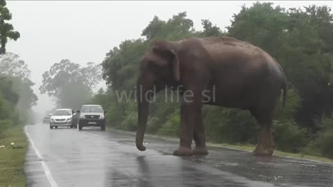 Watch What Happened as a Lady Tries Feeding Wild Elephant