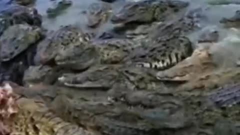 A: wow! With so many crocodiles, how much meat do they eat every day?