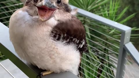 Smoking kookaburra