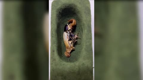 A BUG'S NEW LIFE: Astonishing Time-Lapse Video Reveals Stag Beetle Hatching
