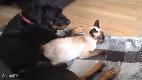 Siamese Kittens Playing and Snuggling