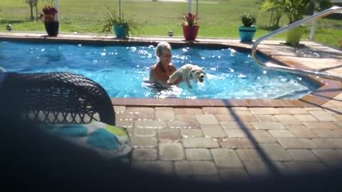 Westie amante del agua se niega a salir de la piscina