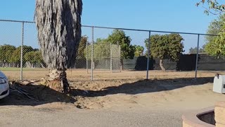 Two Red Tail Hawks