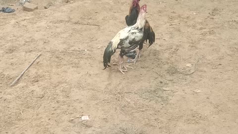 Cock Fighting - Who is the fighter Black or White