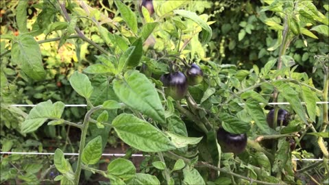 Hanging On The Tomato Vine Niagara Tomato Sept 2022