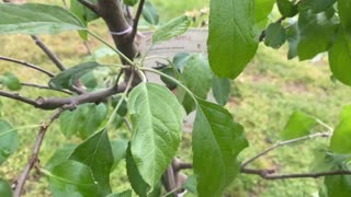 Fruit trees