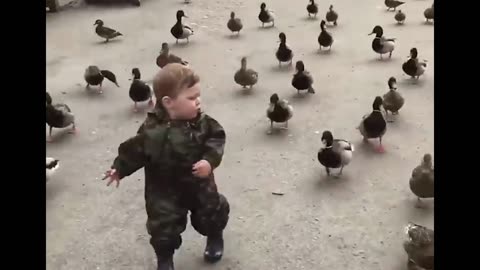 Cute Ducklings Follow Toddler Around Park