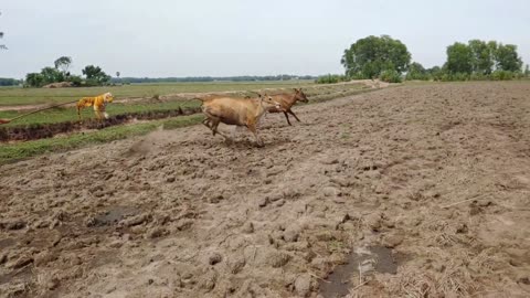 Tiger Attacks Cow!! > Fake Tiger Pranks a Cow < Funny