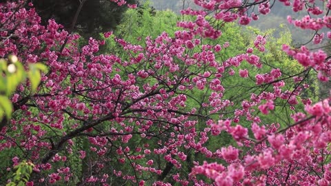 Amazing View of Cherry Blossom 🌸😍🌸