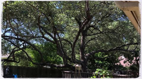 Tree cutting service San Antonio