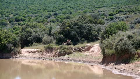 Lion laying close to a waterpool in Addo Elephant National Park South Africa