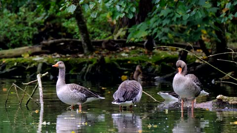 !Goose!Goose Video!Animal Video