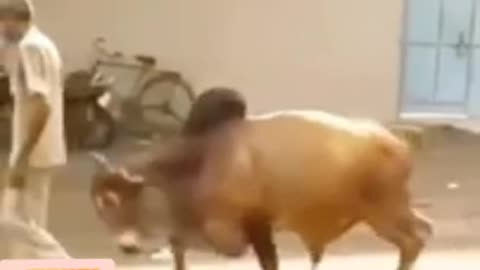 Funny animal video of bull 🐂😅😲