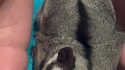 Very cute little rodent | Cute animal videos