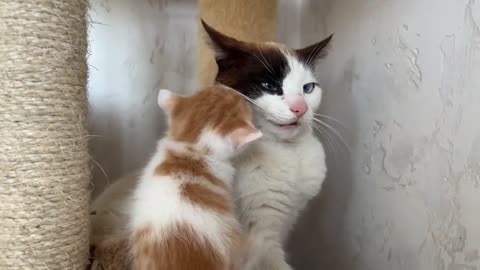 "Dad Cat Ignores Tiny Kittens. Part 2 [Try Not To Laugh]"