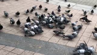 Wonderful birds waiting for food 👍