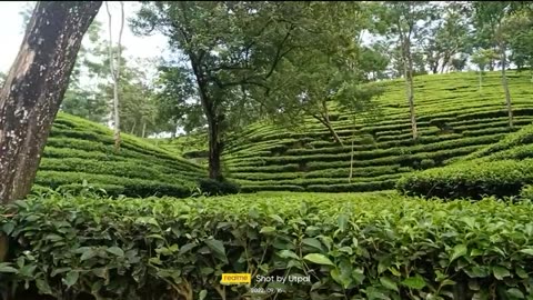 Lush Serenity: Exploring Assam's Enchanting Hillside Tea Gardens