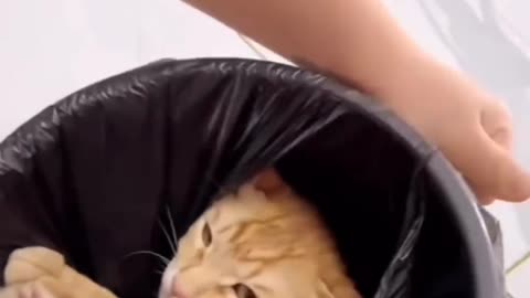 Cat in dustbin