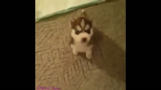 Swearing Husky