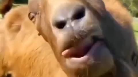 Goat funny video don't miss end