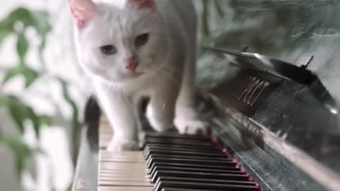 "Purrfect Piano Duets"